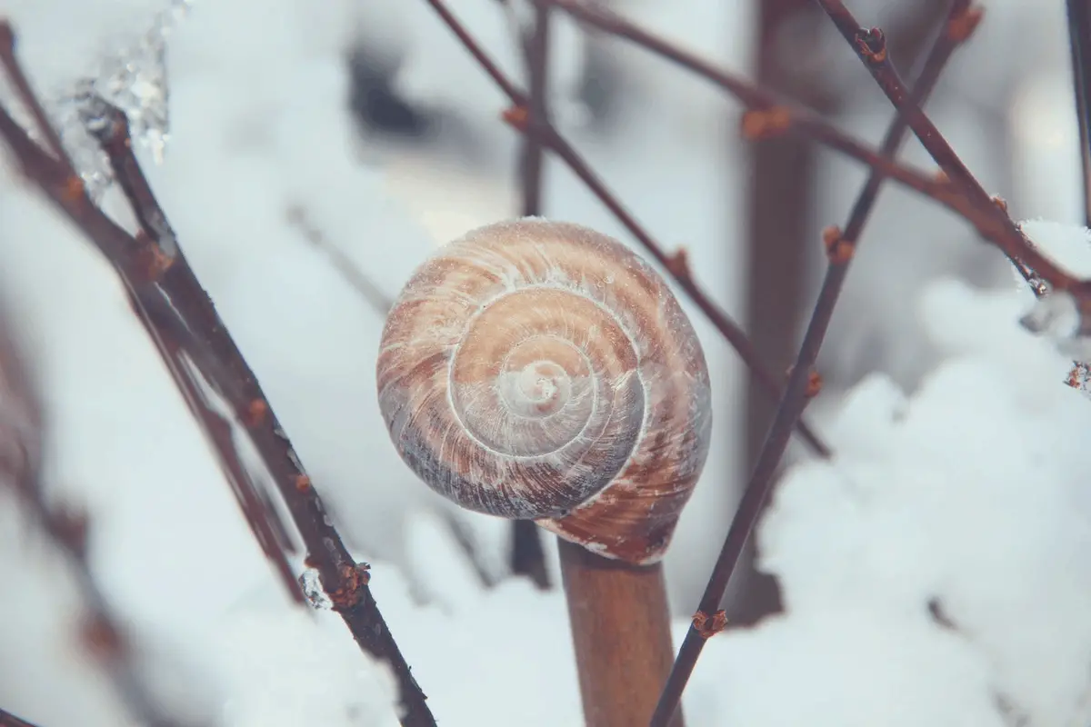 snail hibernating on a tree stem during winter