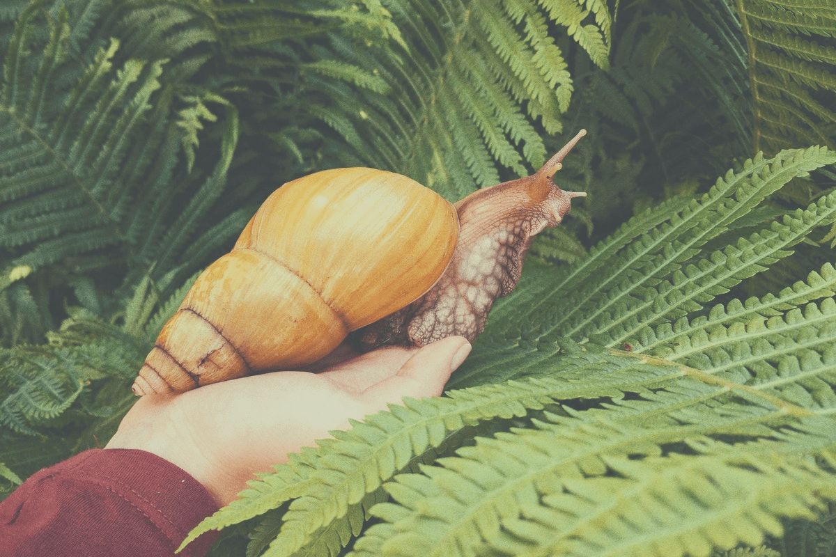 snail in the palm of a person