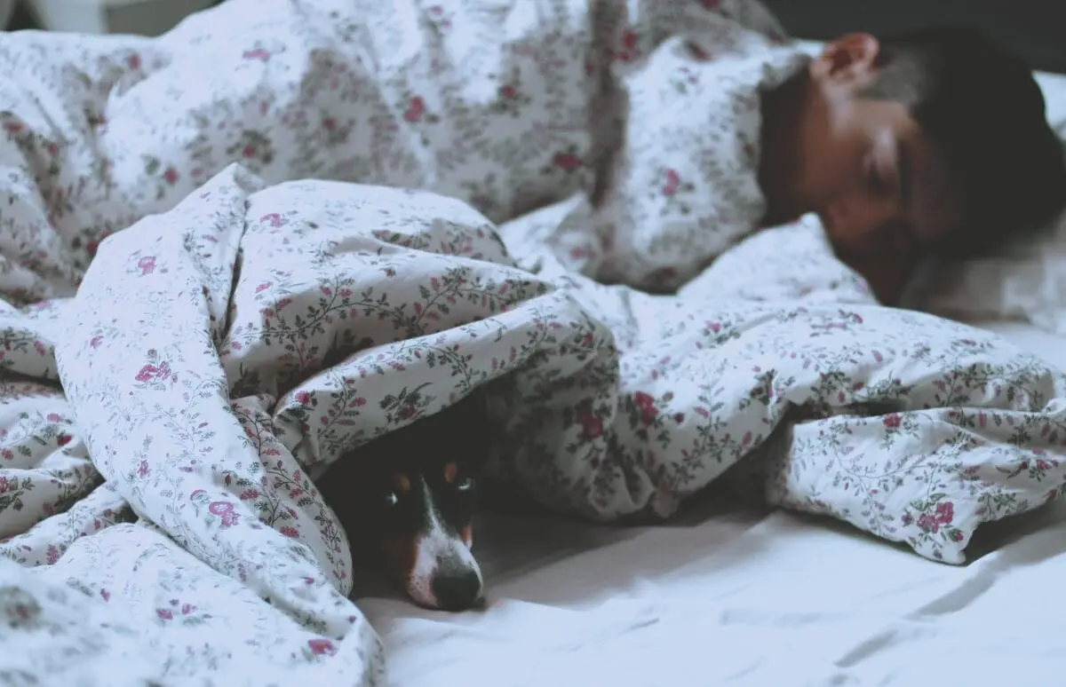 Dog sleep in bed with human